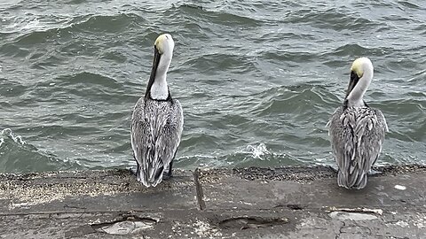 Pelicans waiting for a snack December 9 2025. Dunedin causeway