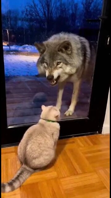 кот и волк
