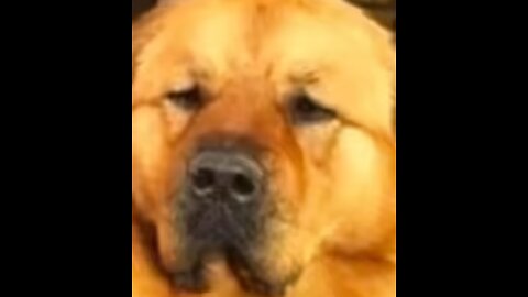 Starcraft 2 Taught Hassan Piker