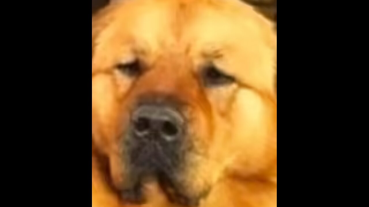 Starcraft 2 Taught Hassan Piker