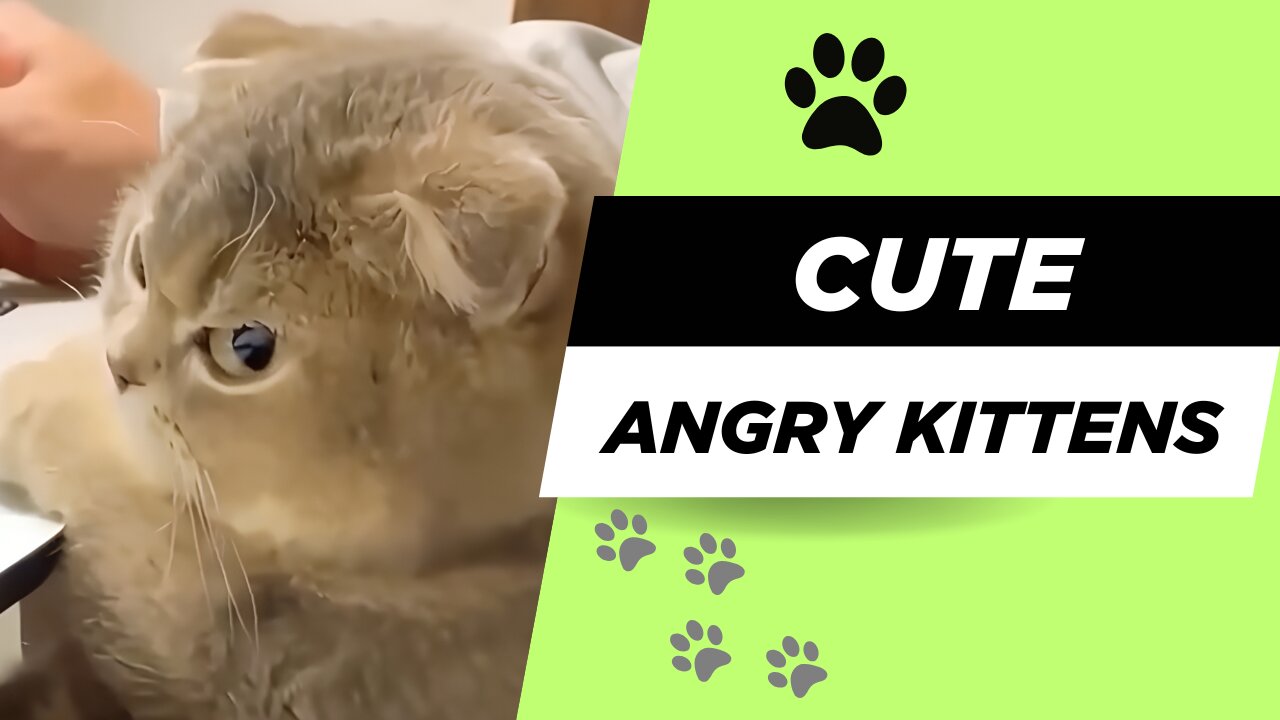 😾 Cute Angry Kittens 💖 The Cutest Little Rage You’ll Ever See!