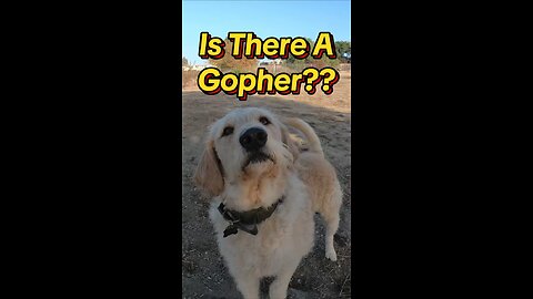 Is There a Gopher?