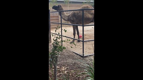 Camal #camal #folowme #shorts #viral #trending