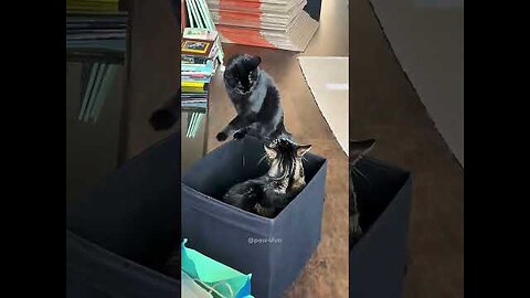 funny cats and dogs