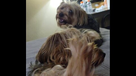 Batman Squeak-Toy-Harmonica #funnydogs #yorkie #batgirl