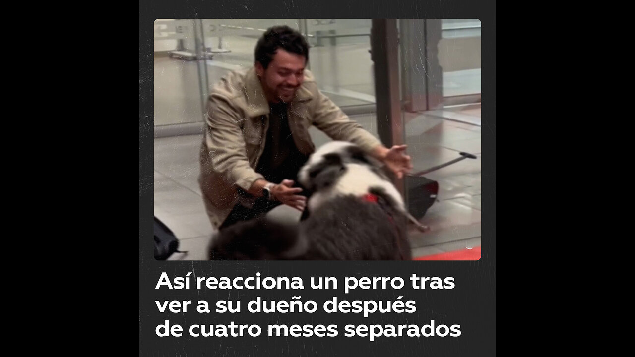 Emotivo reencuentro de un hombre con su perro tras cuatro meses separados