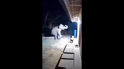 Cat scares elephant 😂