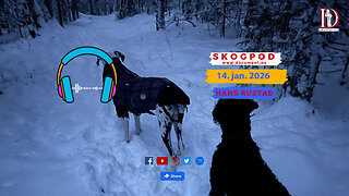 Skogpod 14. januar 2026