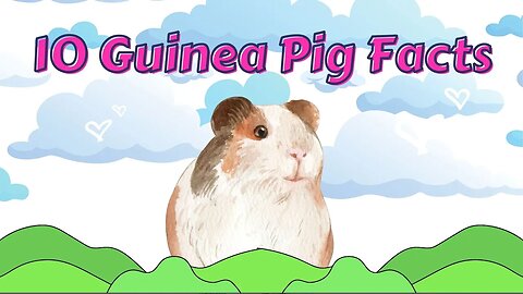 10 Guinea Pig Facts for Kids