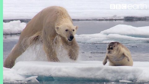 Hungry Polar Bear Ambushes Seal