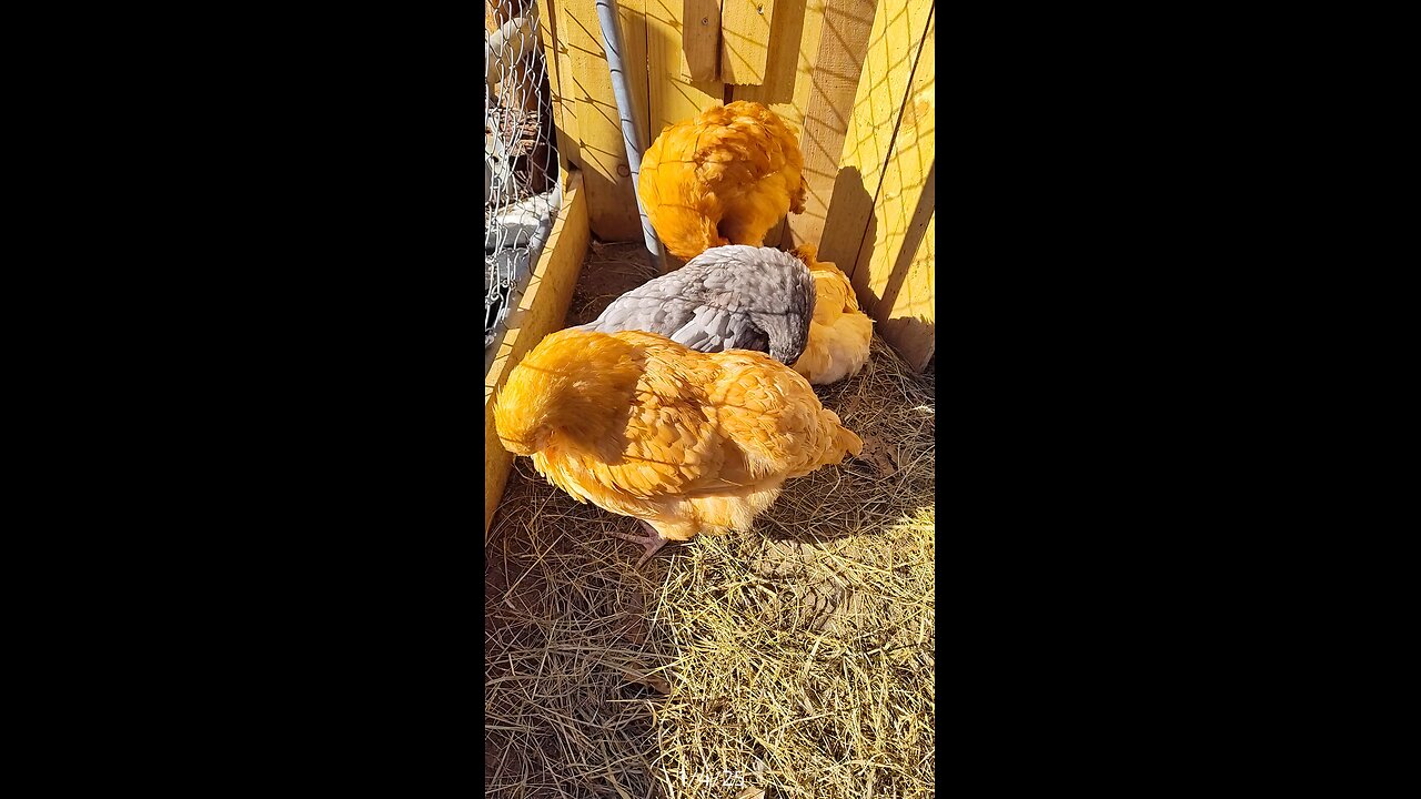 Preening time!
