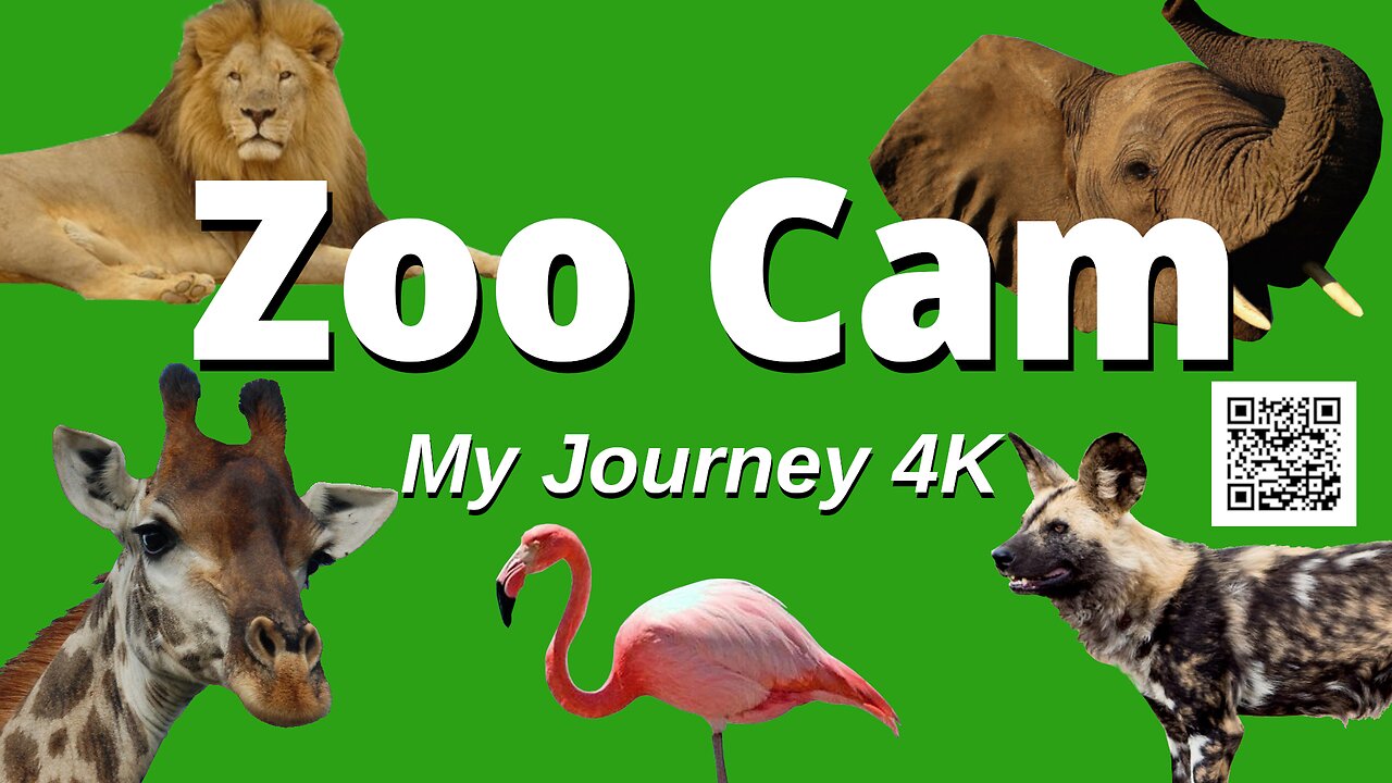 🦩 FLAMINGO NIGHTS ZOO CAM LIVE STREAM RUMBLE EXCLUSIVE 🦩