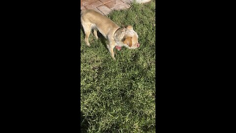 Clemson video of the day