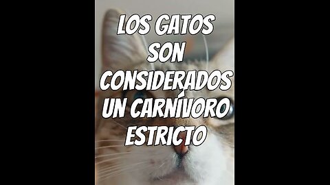 los-gatos-son-considerados-un-carnvoro-estricto