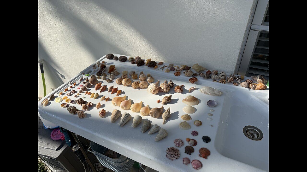 Beach Finds 1/17/2026 | 4K