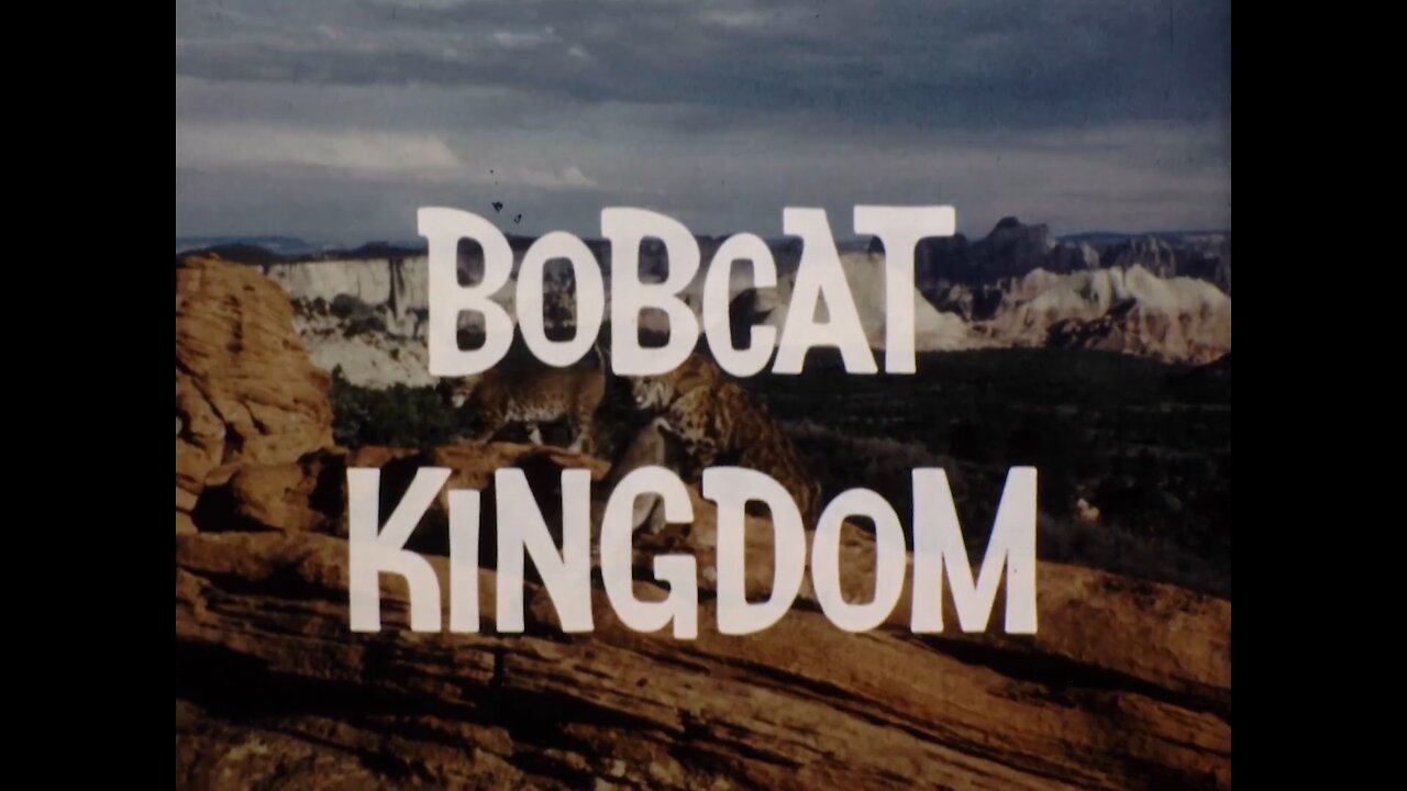 Mutual of Omaha's Wild Kingdom - "Bobcat Kingdom"