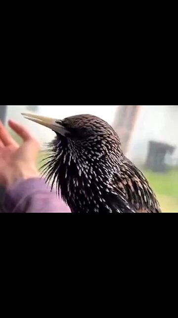 NORTHERN STARLING - AMAZING 🥰