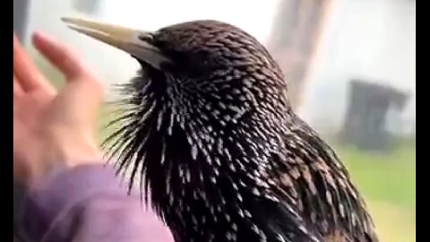 NORTHERN STARLING - AMAZING 🥰