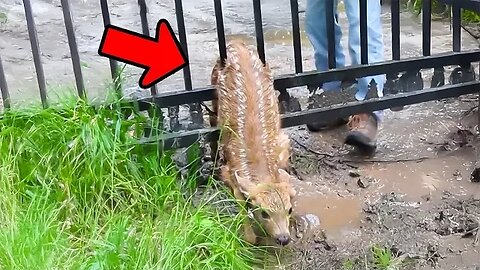 Man Rescues Stuck Baby Deer, Gets Heartwarming Surprise as It Joins His Family PSN Experiment