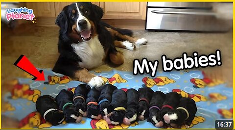 🐕🐾When Your Dog Is So Proud To Be a Mom💖Funny Dog Videos