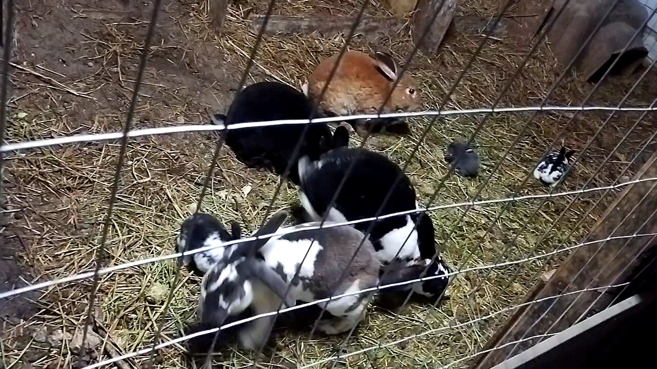 LaFleur Farms Baby rabbits eating alphalfa hay to