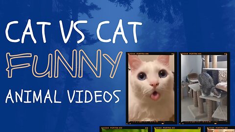 "Epic Cat vs Cat Battle: Hilarious Feline Face-Offs You Can't Miss!"