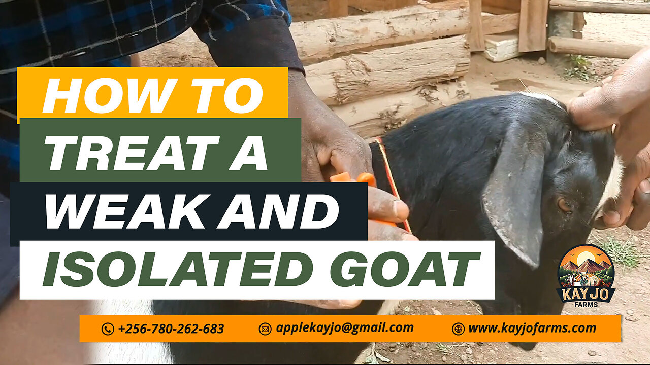 How To Treat A Weak And Isolated Goat | ep17 #goatfarming #farming