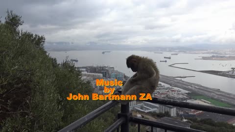 Gibraltar Rock. Barbary Macaque Monkies photo book 3. Available through Blurb and Amazon Worldwide