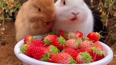 bunny taste strawberry 🍓