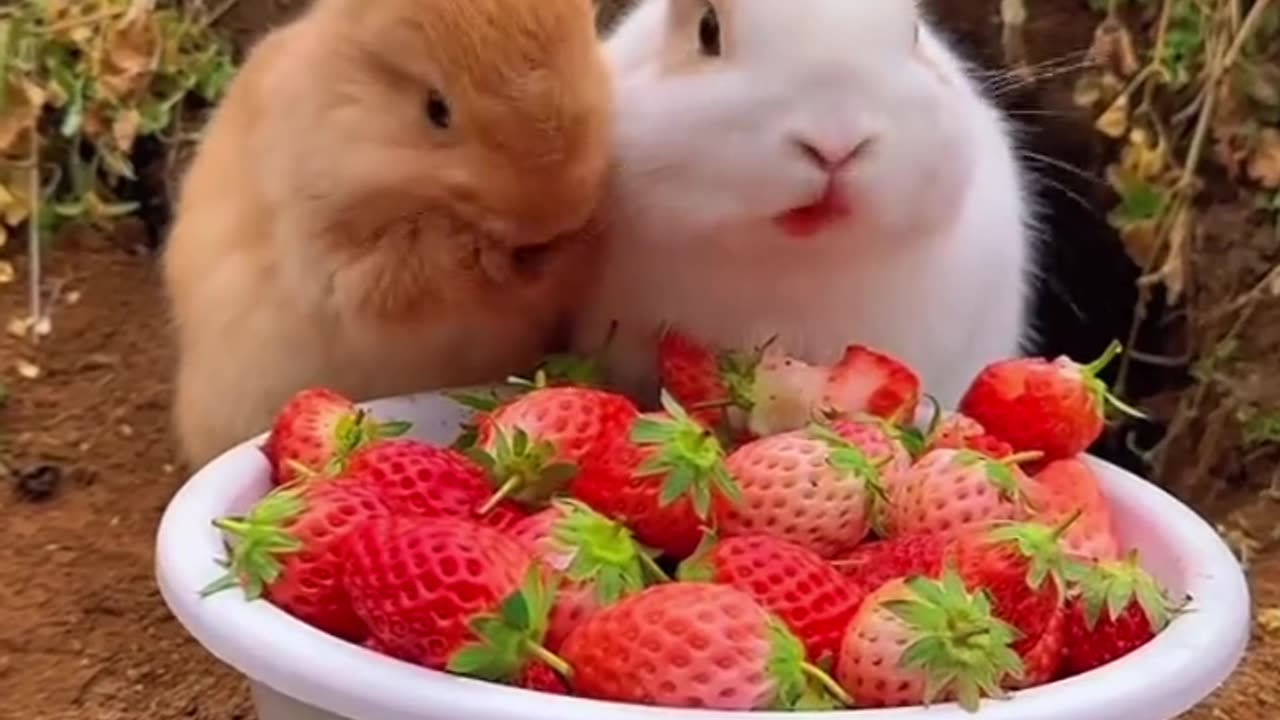 bunny taste strawberry 🍓