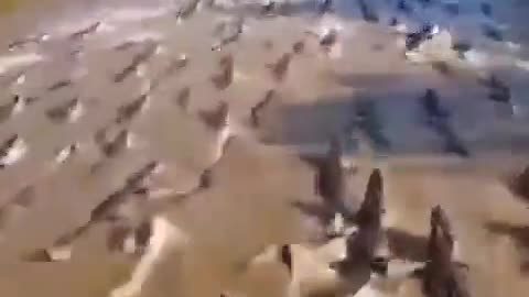 real extreme sports
