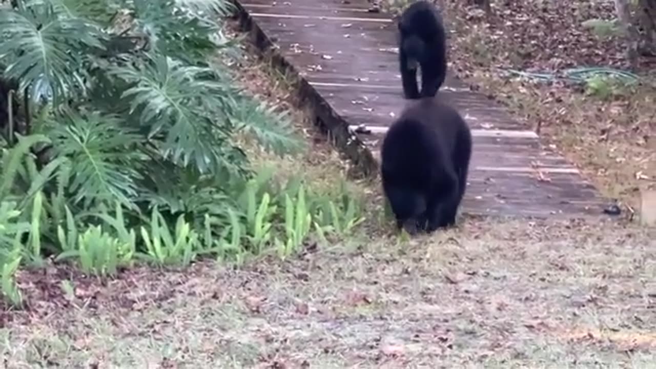 Black Bear Cubs