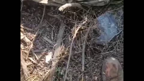 A bunch of stinking pigs