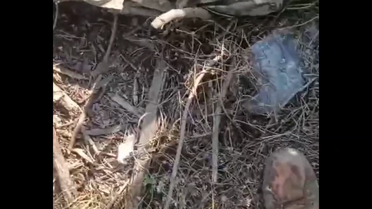 A bunch of stinking pigs