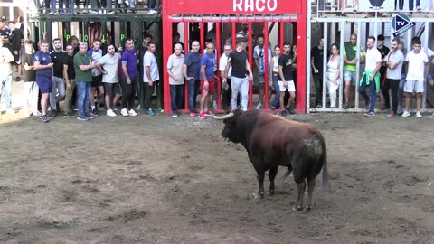 1 TORO TARDE 7oct AGUABUENA ganaderia ZALDUENDO N 163