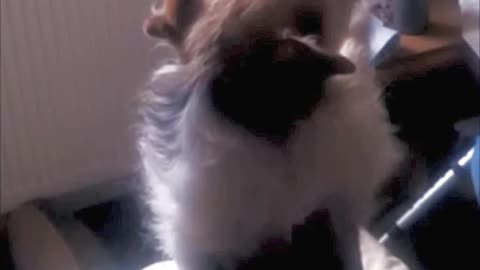 Professional Beggar, The Art of Asking Nicely