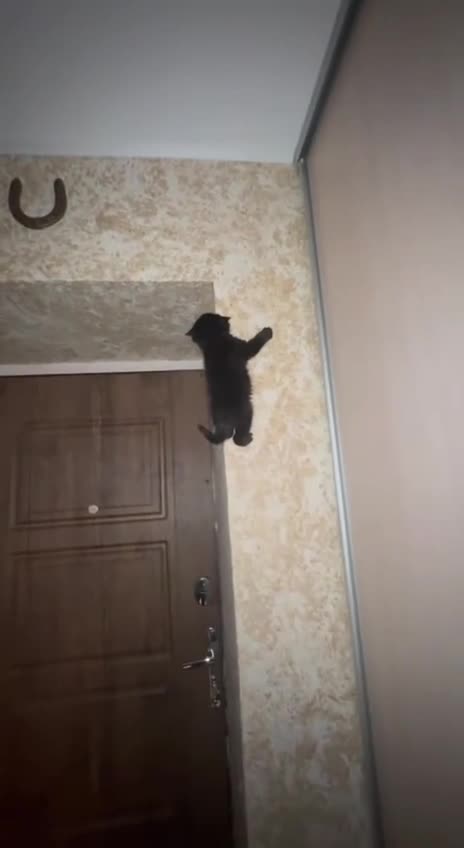 Spider Cat 😊