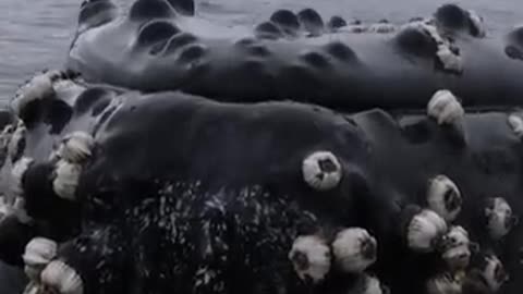 #whales #ocean #wildlife