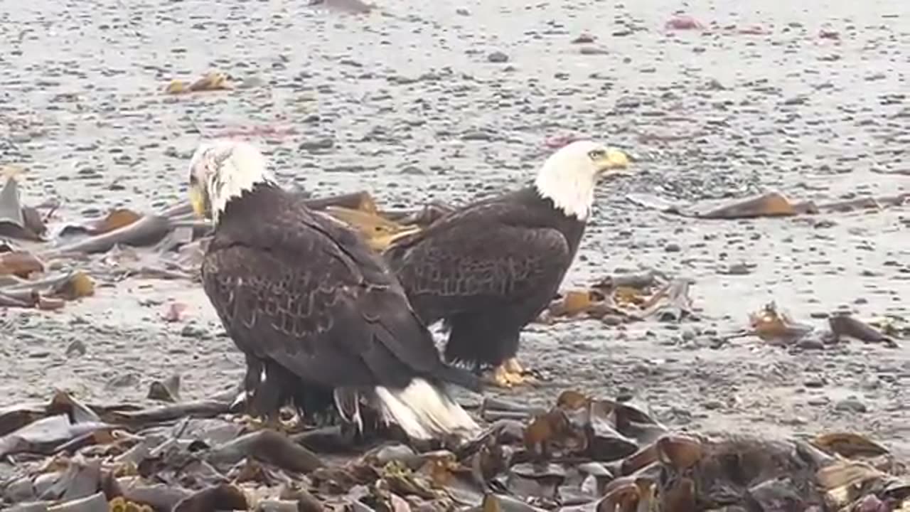 animals