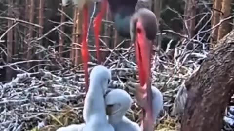 STORK MISTREATS ONE OF ITS CHICKS AND EXTERMINATES IT!