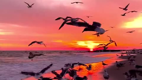 Flock of beautiful birds