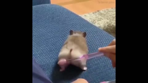Funny Pet Moments That Will Make Your Day!