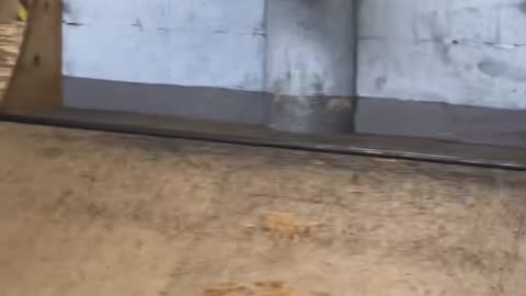 😲🛹 Wallride to Wallie! Epic Combo | SkateNation