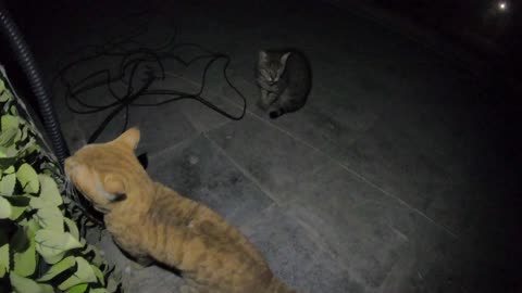 Homeless cat in Ras Al Khaimah UAE: JANET JACKSON & CHRIS MARTIN #cat #cats #pet #pets #homeless #4u