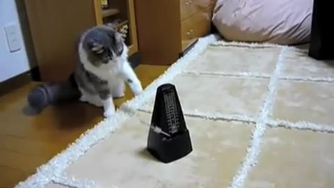 Cat, poor cat