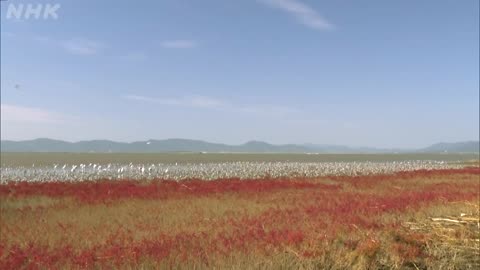 さわやか自然百景 佐賀 東よか干潟