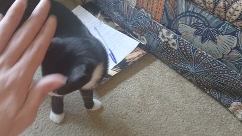 Chomusuke Stealing Pizza