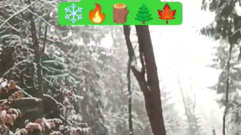 Nature forest snow that's it 🍁🌲🪵🔥❄️