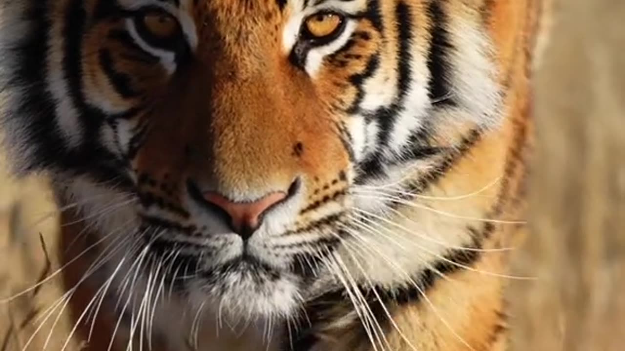The Roaring Majesty"