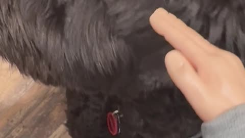 Wednesday Whiskers with SPH featuring a Normy the Bday boy. #funny #dogs